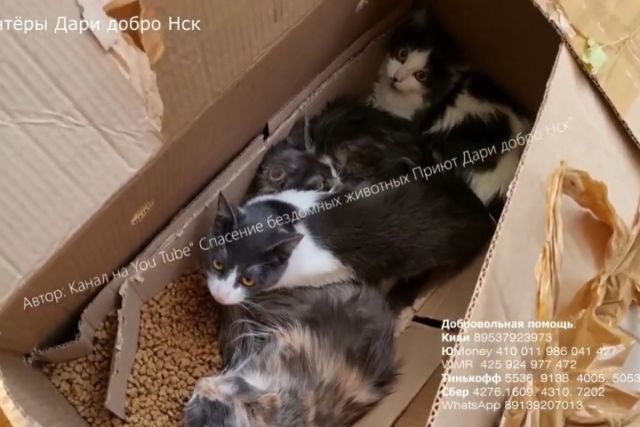 Под Новосибирском в лесу нашли три закрытых коробки с 12 кошками
