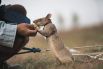 HeroRAT – программа подготовки крыс-сапёров. Этих грызунов обучают ходить по минным полям вдоль специально натянутых верёвок, чтобы находить там и обезвреживать мины. Часто ценой собственной жизни