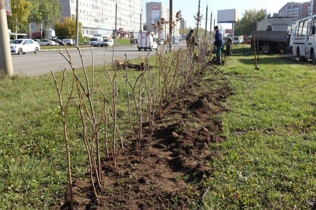 Вместо металлических заборов в Пскове высадят кустарники