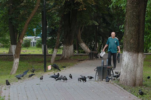 Кара свыше. Детский парк Пскова вновь оккупировали птицы