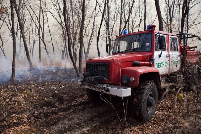 В Саратовской области горят леса