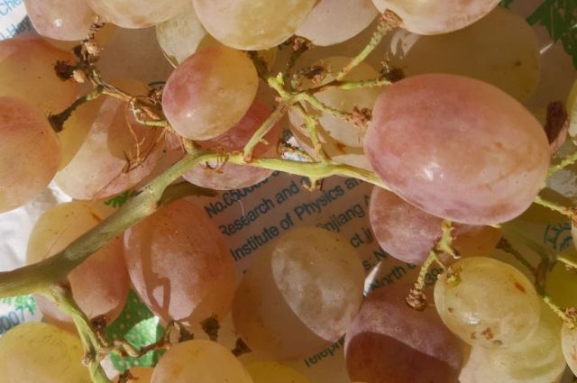В Оренбуржье выявили почти 20 тонн зараженного повиликой винограда.