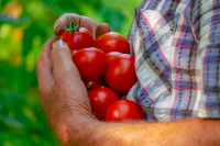 Удорожание, вызванное ростом цен на огурцы, помидоры, зерновые и комбикорма, может быть следствием снижения урожая продукции