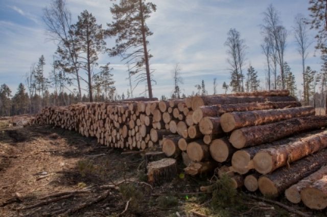 В Калининграде планируют увеличить объем древесины для граждан