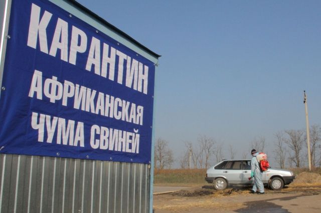 Карантин по АЧС отменен на территории псковского боенского предприятия