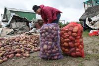 Аграрии продают картофель по 25 рублей за килограмм.