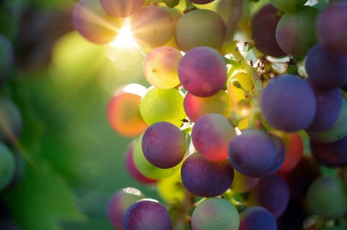Как обработать виноград перед укрытием на зиму?
