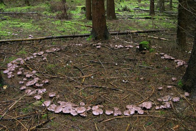 «Ведьмины круги» из грибов обнаружили в лесах Новосибирской области