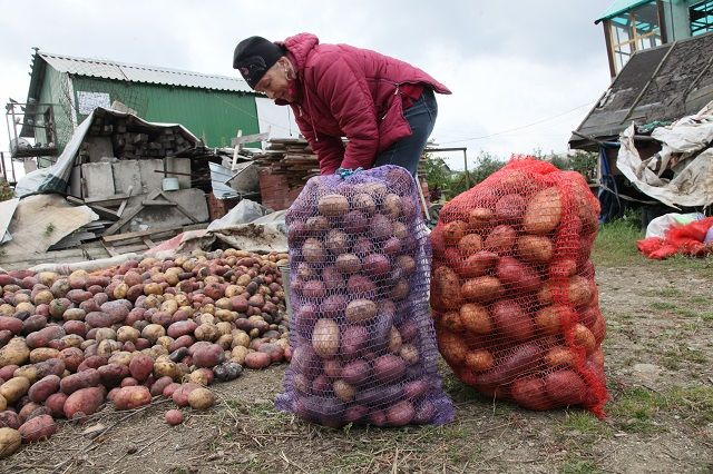 Аграрии продают картофель по 25 рублей за килограмм.