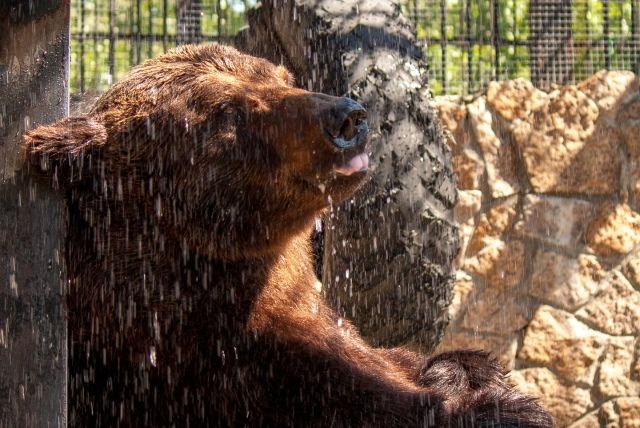 Бурый медведь Степан был любимцем и сотрудников, и посетителей зоопарка.