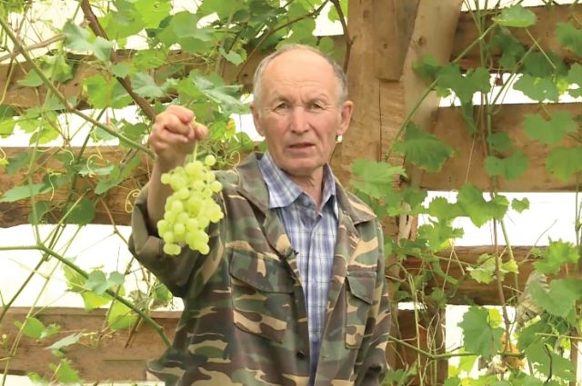 Виноград у Николая Семеновича слаще, чем южные сорта.