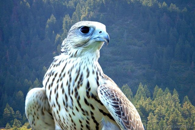 Птиц для «Соколиного центра» на Камчатке завезут из Германии и Казахстана