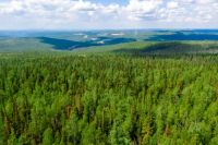 В 2021 году экологические мероприятия по лесовосстановлению были реализованы нефтедобывающим предприятием впервые.