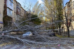 В Одессе ветер повалил деревья: есть пострадавший