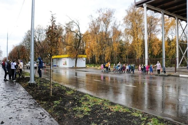 В Новомосковске школьники и студенты высадили рябиновую аллею