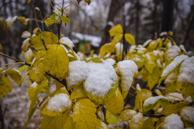 В Новосибирске на выходных ожидается мокрый снег и сильный ветер