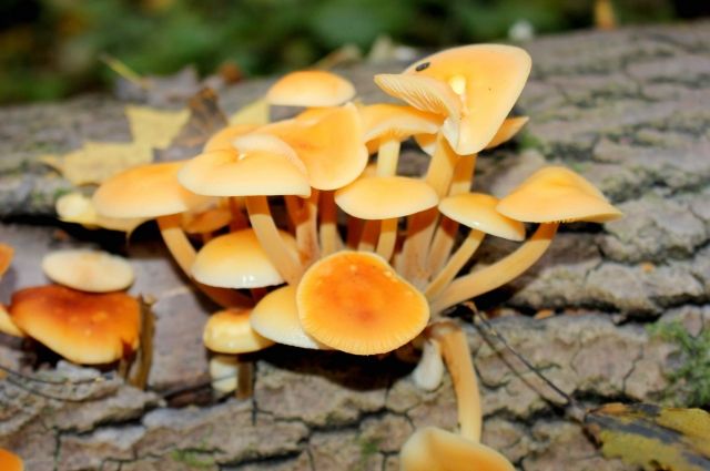 «Охота на фламмулину». Какие грибы собирают туляки осенью?