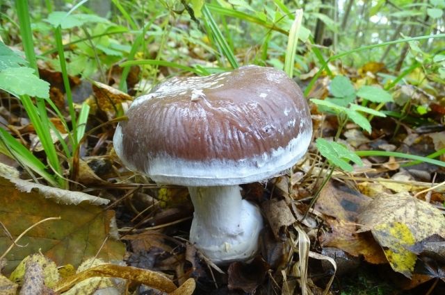 В Тульской области нашли довольно редкие и необычные грибы