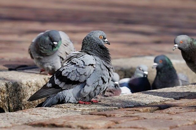 40 голубей из Украины не пустили в Ростовскую область