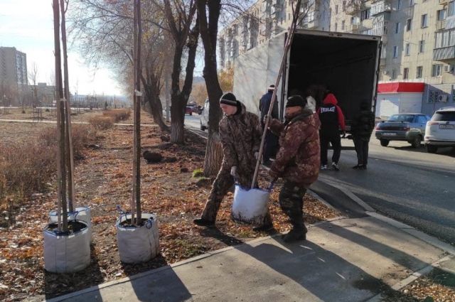 В Оренбурге высаживают новые деревья на замену неприжившимся насаждениям.