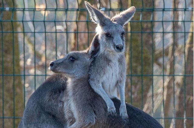Австралийских кенгуру выпустили в открытый вольер Ростовского зоопарка