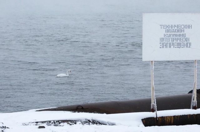 На озере в Норильске живет раненный лебедь