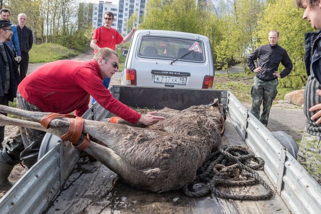 В Судогде за убийство лосихи браконьера оштрафовали на 500 тысяч рублей
