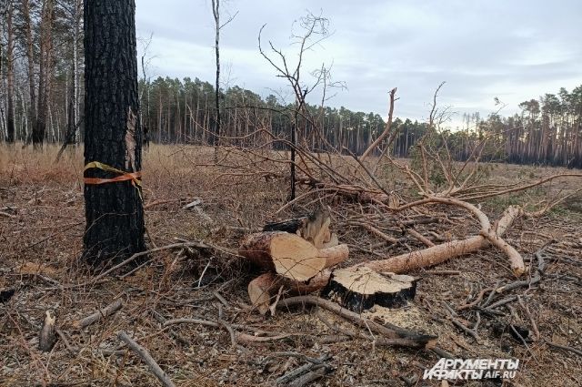 Повреждённые вредителями деревья восстановлению не подлежат.
