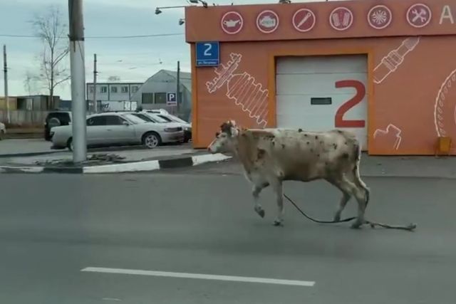 Бегущую с оборванной привязью корову заметили на улице в Новосибирске
