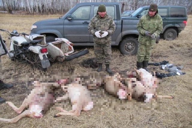 Браконьеры в Кирзинском заказнике под Новосибирском убили косуль на 1,3 млн