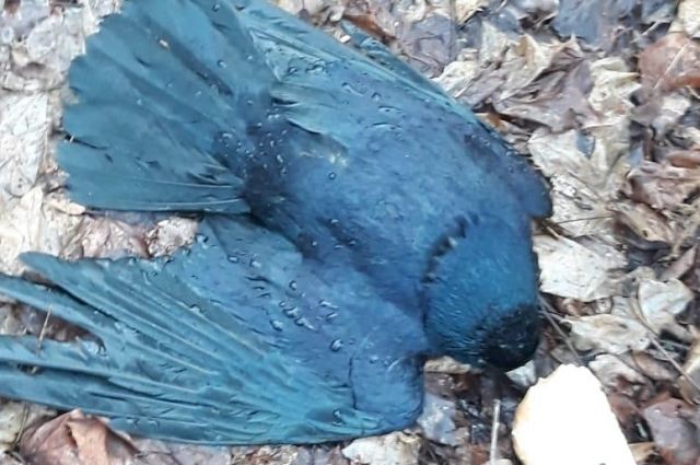Трупы массово погибших в Рязани птиц проверяют на токсины