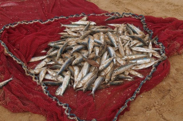 Добыча рыбы на Ямале