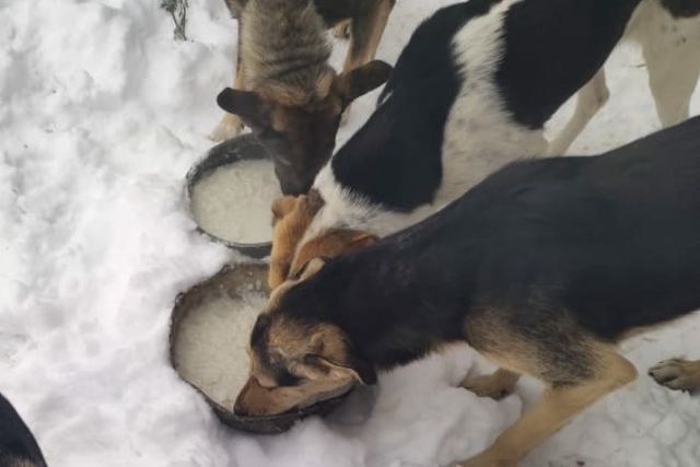 Под Новосибирском остались 9 собак и кошек после смерти хозяйки от COVID-19