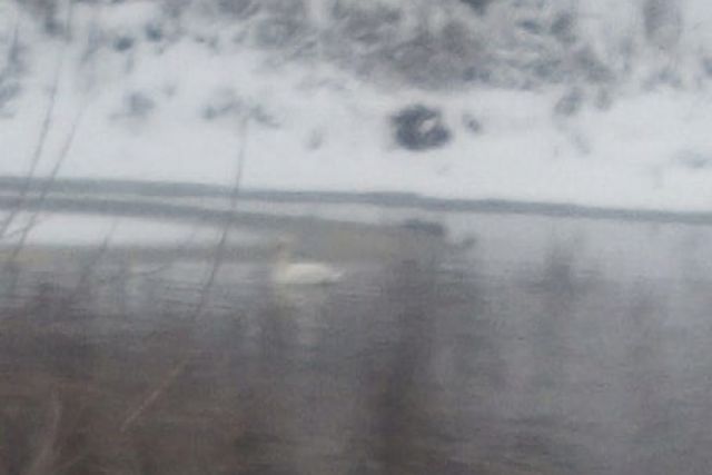 Под Новосибирском обнаружили замерзающего в пруду лебедя