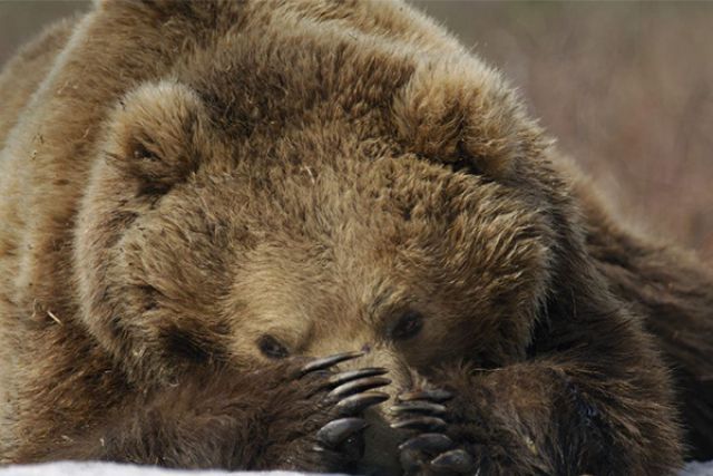 На Камчатке инспекторы обнаружили спящего медведя возле гаража (видео)