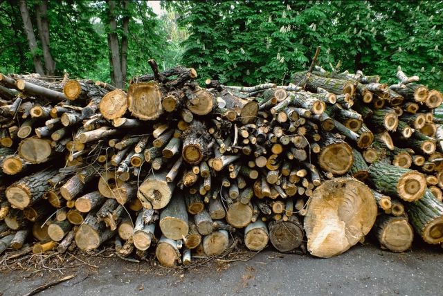 Жителям Туапсе за вырубку 7 деревьев на 3 млн рублей грозит срок до 7 лет