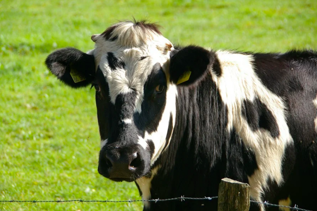 Заболевшим животным оказалась корова.