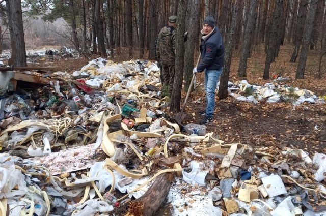 В лесу у Сельдинского шоссе убрали мусор и поставили фотоловушку