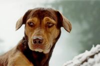 Штраф за собаку без намордника: в Украине вступил в силу новый закон