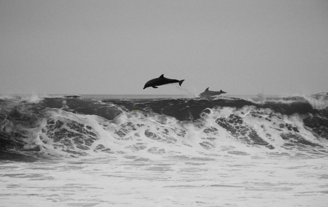 Тела двух дельфинов нашли на побережьях Анапы и Новороссийска