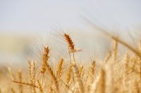 Аграрии региона ставят рекорды урожайности