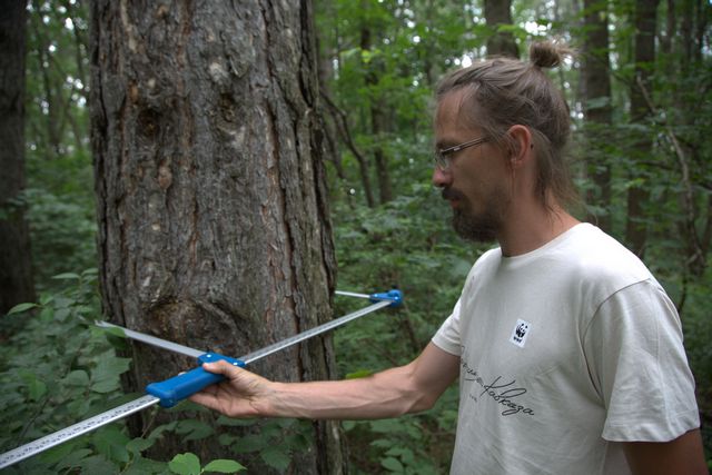 Волонтёры регулярно оценивают состояние деревьев в округе. 