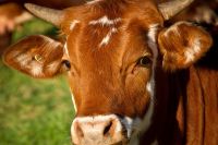 Разводить быков и увеличивать доход могут жители региона по соцконтракту