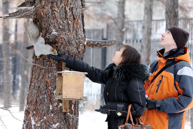 В Новосибирске белки выпрашивают орехи в парках