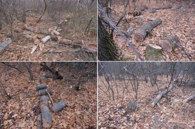 Житель Красноярского района нанял оренбуржца для незаконной рубки леса
