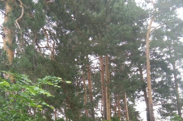 Бузулукский бор нуждается в проверке лесопатологов