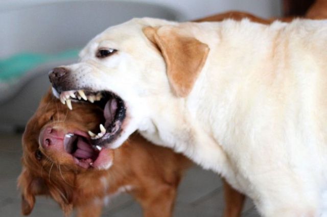 О проверке по нападению собаки на ребенка в Смоленске доложат Бастрыкину