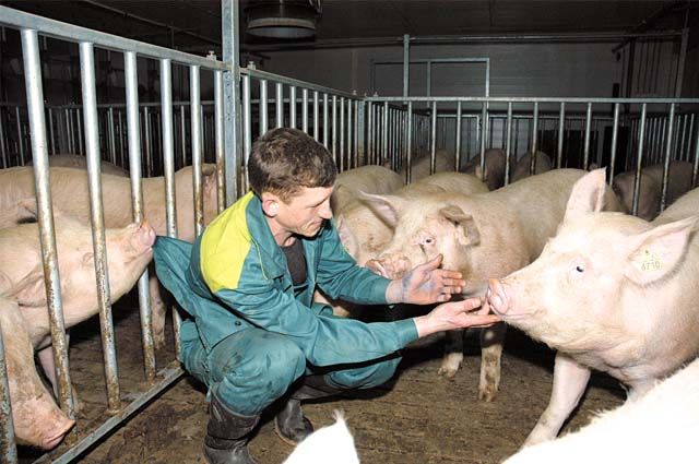 В Новосибирской области начался падёж свиней из-за африканской чумы