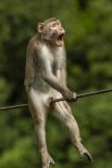 Снимок золотой шелковой обезьяны под названием «Ой!» стал самой смешной фотографией дикой природы-2021
