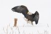 Лучшей фотографией в категории «Существа на суше» стала работа Артура Тревино, где запечатлены белоголовый орел и луговая собачка (грызун из семейства беличьих)